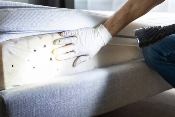Best Wasp Removal Services  in Indian Head Park, IL