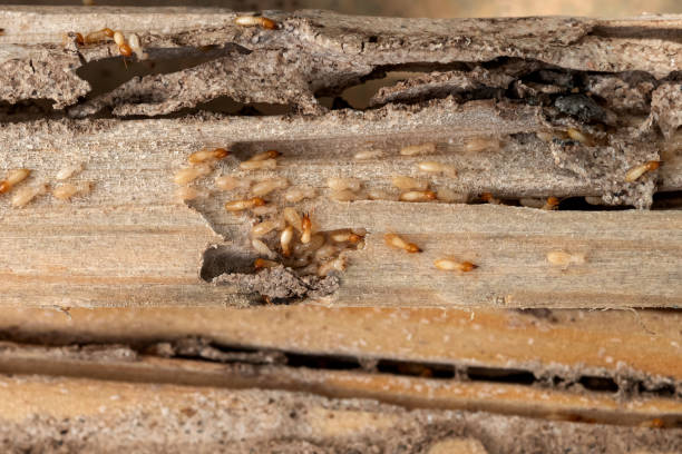 Best Commercial Pest Control Services  in Indian Head Park, IL